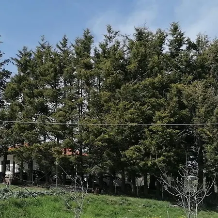Tenuta Piano Campo